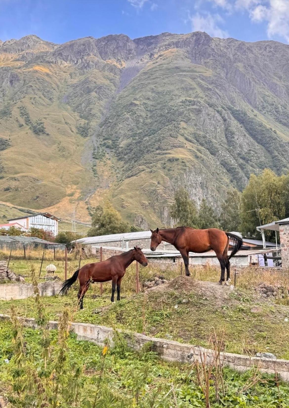 Edelweiss Cottage Kazbegi Exteriör bild